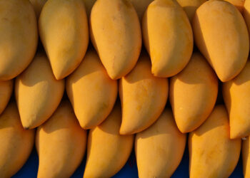 Michoacán busca certificar 12.000 hectáreas de mango para exportación