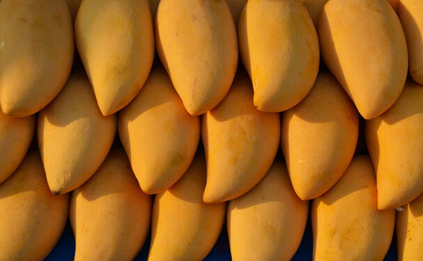 Michoacán busca certificar 12.000 hectáreas de mango para exportación