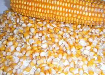 Patentan método de recubrimiento para semillas que las protege de plagas