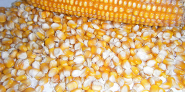 Patentan método de recubrimiento para semillas que las protege de plagas