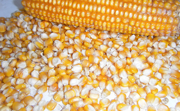 Patentan método de recubrimiento para semillas que las protege de plagas