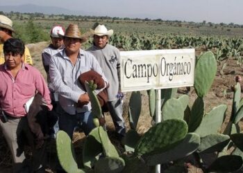 Productores de tuna reciben certificación orgánica