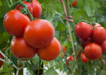 Productores de Sonora inician exportación de tomate orgánico