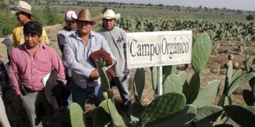 Productores de tuna reciben certificación orgánica