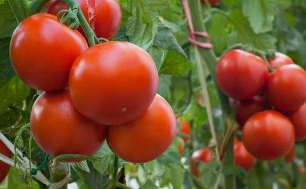 Productores de Sonora inician exportación de tomate orgánico
