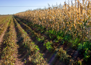 Publican declaratoria de afectaciones por heladas en Sonora