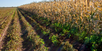 Publican declaratoria de afectaciones por heladas en Sonora