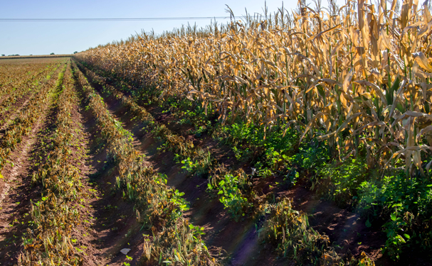 Publican declaratoria de afectaciones por heladas en Sonora