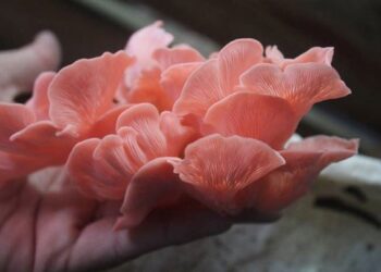 Apuestan jóvenes emprendedores por cultivo de hongos
