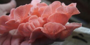 Apuestan jóvenes emprendedores por cultivo de hongos