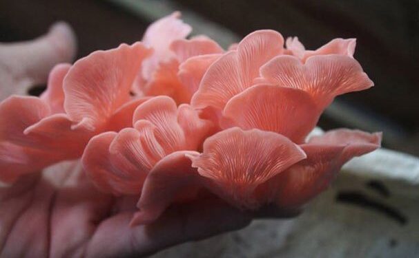 Apuestan jóvenes emprendedores por cultivo de hongos