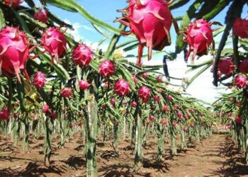 Certificarán a productores orgánicos de Morelos