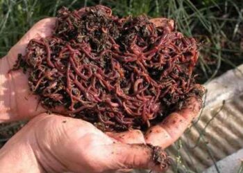 Emprendedora mexiquense crea abono orgánico con basura y lombrices