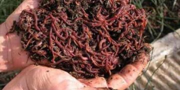 Emprendedora mexiquense crea abono orgánico con basura y lombrices