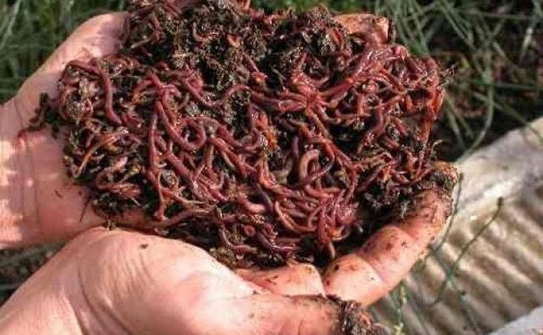 Emprendedora mexiquense crea abono orgánico con basura y lombrices