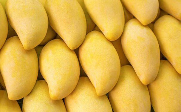 Empresa mexicana vende aguacate y mango a la NASA