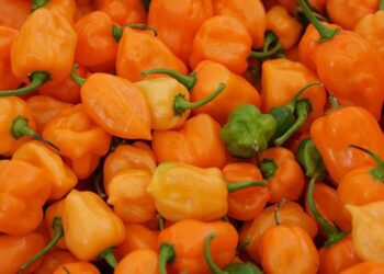Inicia empresa yucateca exportación de habanero orgánico a Europa