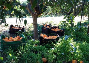 Jóvenes empresarios impulsan producción de naranjas ecológicas