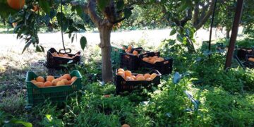 Jóvenes empresarios impulsan producción de naranjas ecológicas