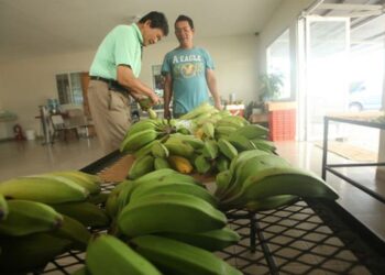 Presenta Panamá nueva autoridad de certificación orgánica