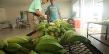 Presenta Panamá nueva autoridad de certificación orgánica