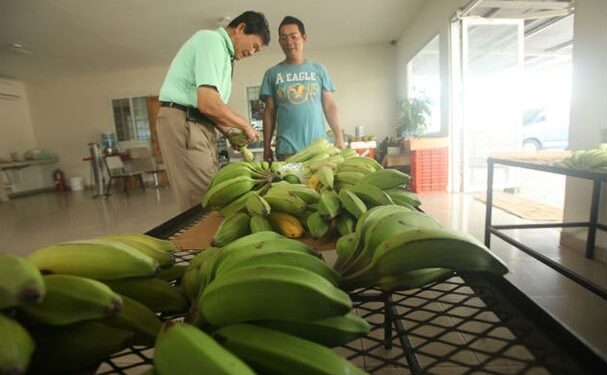 Presenta Panamá nueva autoridad de certificación orgánica
