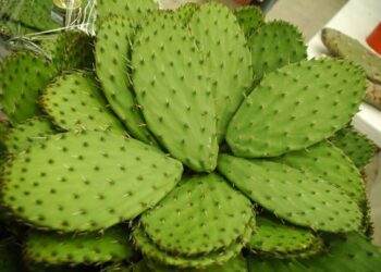 Productora de nopal emprende con negocio de galletas