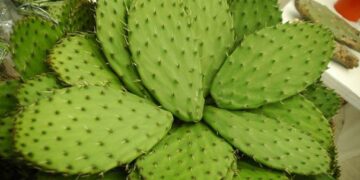 Productora de nopal emprende con negocio de galletas