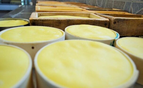 Productoras de Zacatecas emprenden con quesos orgánicos