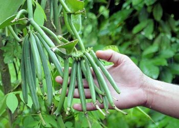 Productores de vainilla en Veracruz buscan certificación orgánica