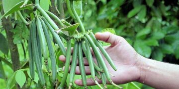 Productores de vainilla en Veracruz buscan certificación orgánica