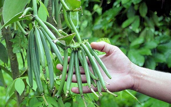 Productores de vainilla en Veracruz buscan certificación orgánica