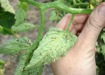 Pyme logra detección de plagas mediante ultrasonido