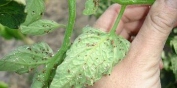 Pyme logra detección de plagas mediante ultrasonido