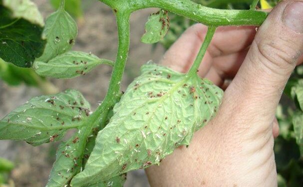 Pyme logra detección de plagas mediante ultrasonido