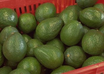 Uruapan busca certificación orgánica para aguacate y maíz