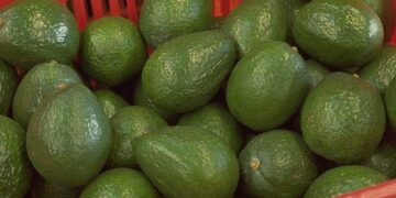 Uruapan busca certificación orgánica para aguacate y maíz