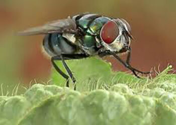 Al reciclar materia orgánica, las moscas mantienen el equilibrio ecológico