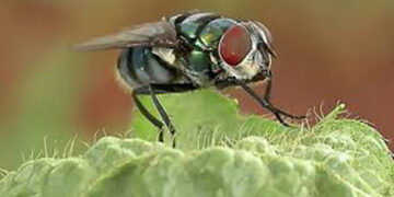 Al reciclar materia orgánica, las moscas mantienen el equilibrio ecológico