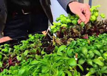 Cuba incentiva la agricultura urbana