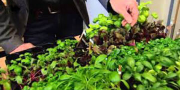 Cuba incentiva la agricultura urbana