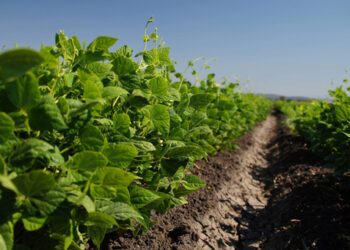 Desarrolla el Inifap variedad de frijol con más vida de anaquel