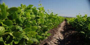 Desarrolla el Inifap variedad de frijol con más vida de anaquel
