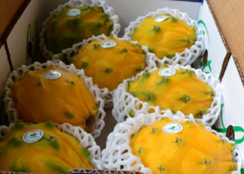 Llega a EEUU primera exportación de pitahaya orgánica de Ecuador