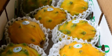Llega a EEUU primera exportación de pitahaya orgánica de Ecuador