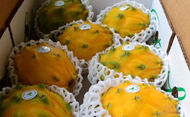 Llega a EEUU primera exportación de pitahaya orgánica de Ecuador