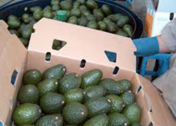 Envíos de aguacate mexicano al Super Bowl superan las expectativas