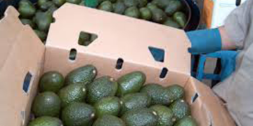 Envíos de aguacate mexicano al Super Bowl superan las expectativas