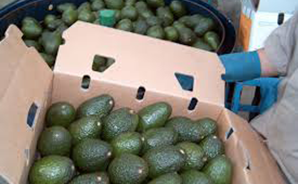 Envíos de aguacate mexicano al Super Bowl superan las expectativas