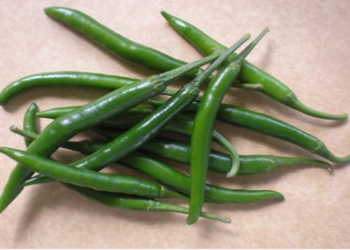 Especialistas del Inifap desarrollan chile serrano con mayor resistencia a enfermedades